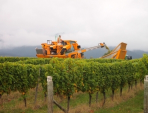 Harvest Time in the vineyards